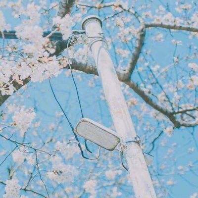 口袋部落官方正版下载